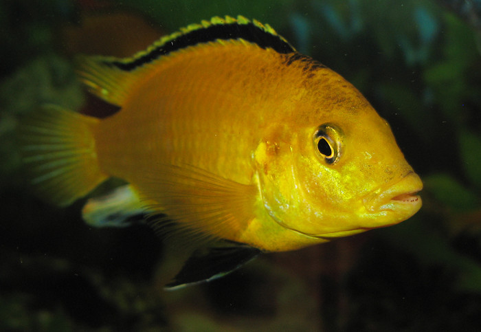 Labidochromis caeruleus - labido jaune