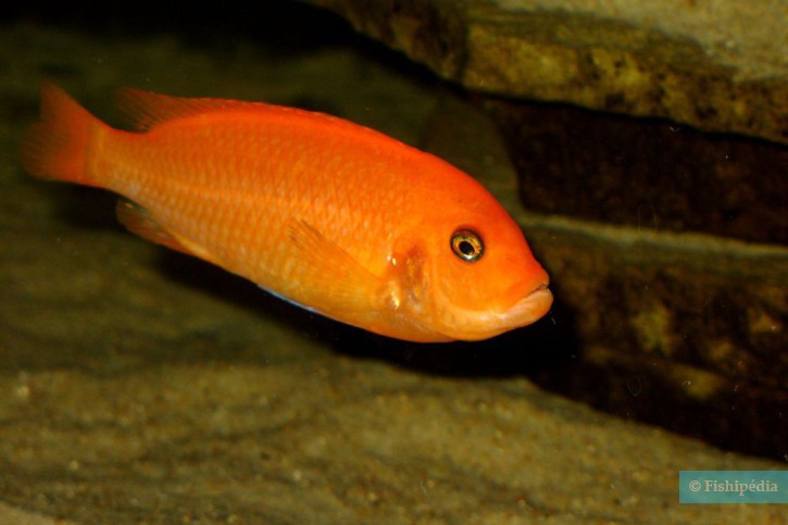 Maylandia estherae - Cichlidé Zèbre