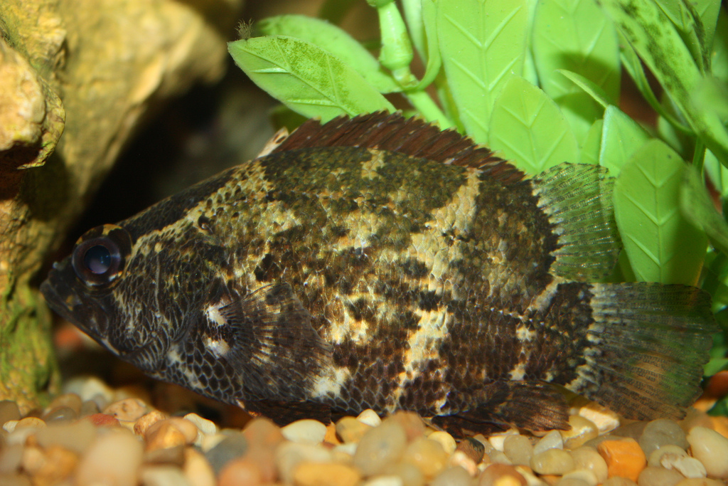 Poisson-feuille