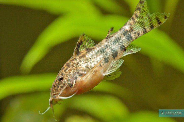 Aspidoras taurus