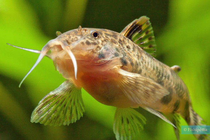 Aspidoras taurus
