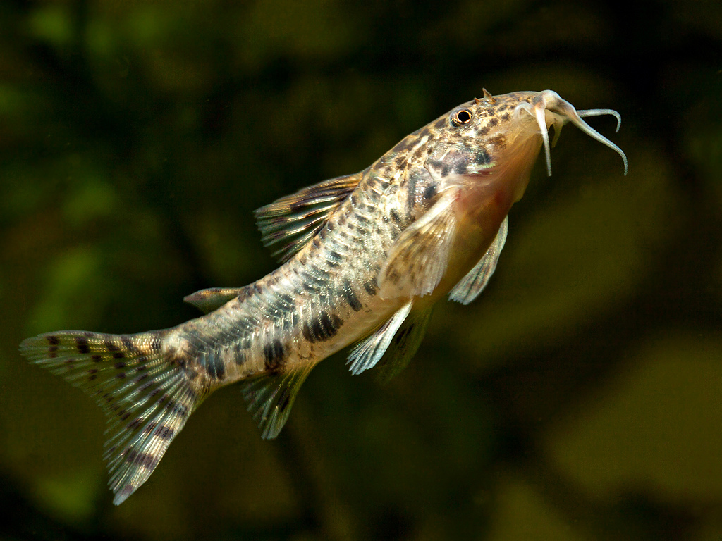 Aspidoras taurus