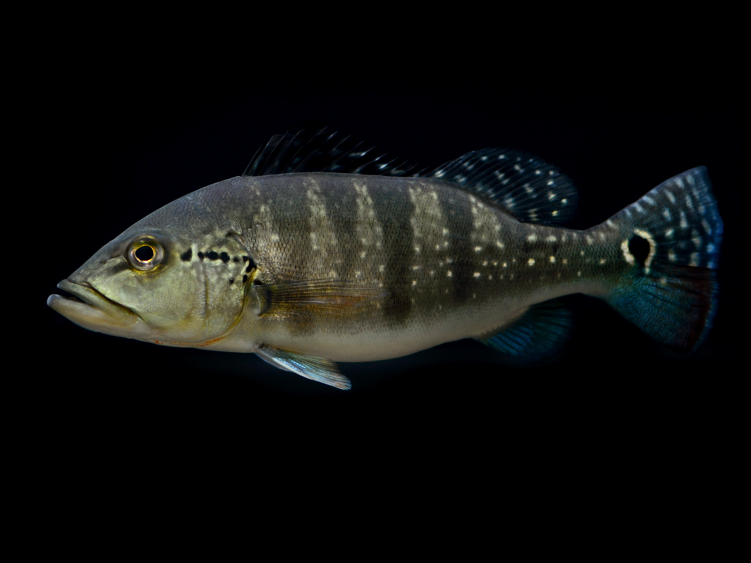 Cichla piquiti