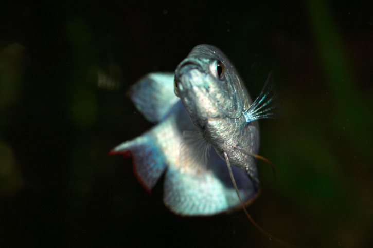 Trichogaster lalius - gourami nain