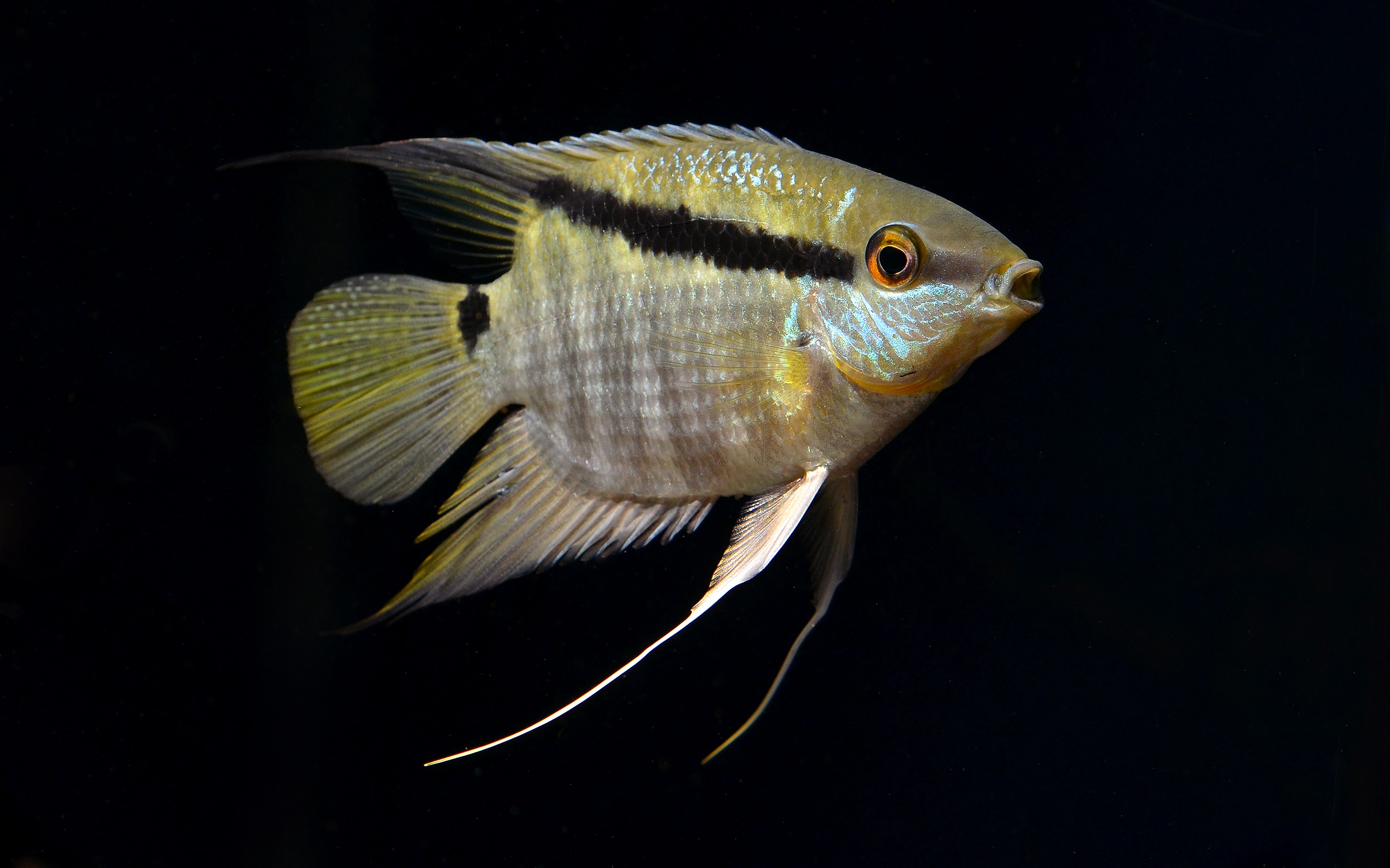Mesonauta mirificus