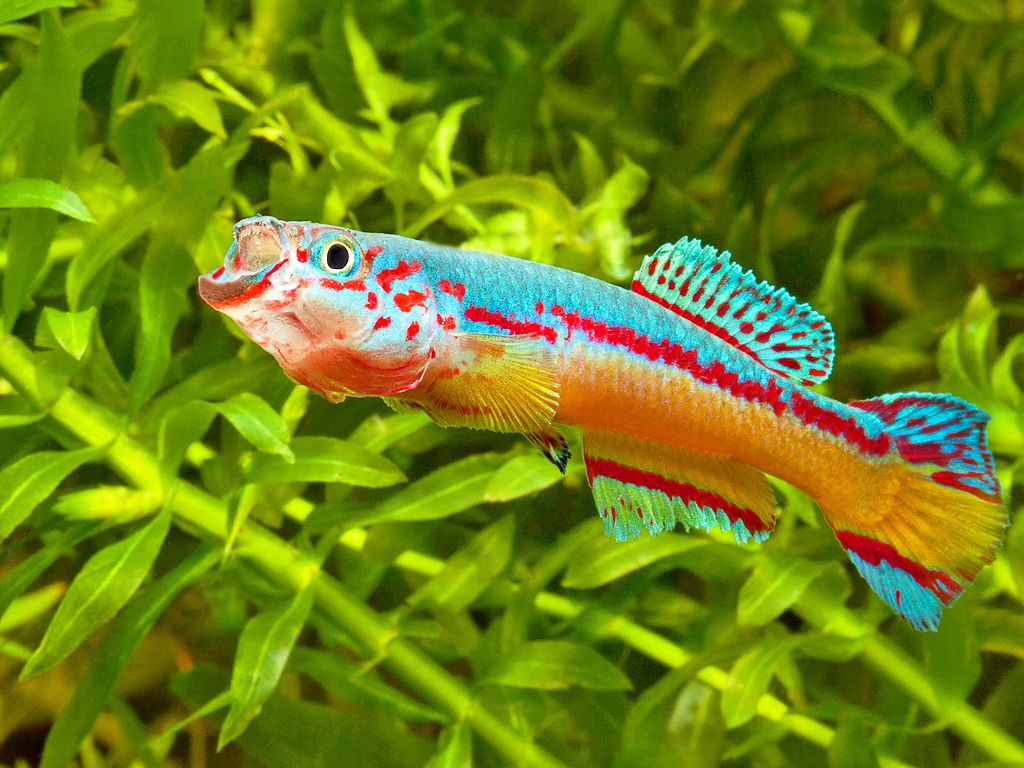 Fundulopanchax amieti