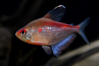 cœur saignant à dos rouge (suggestion) Characidae