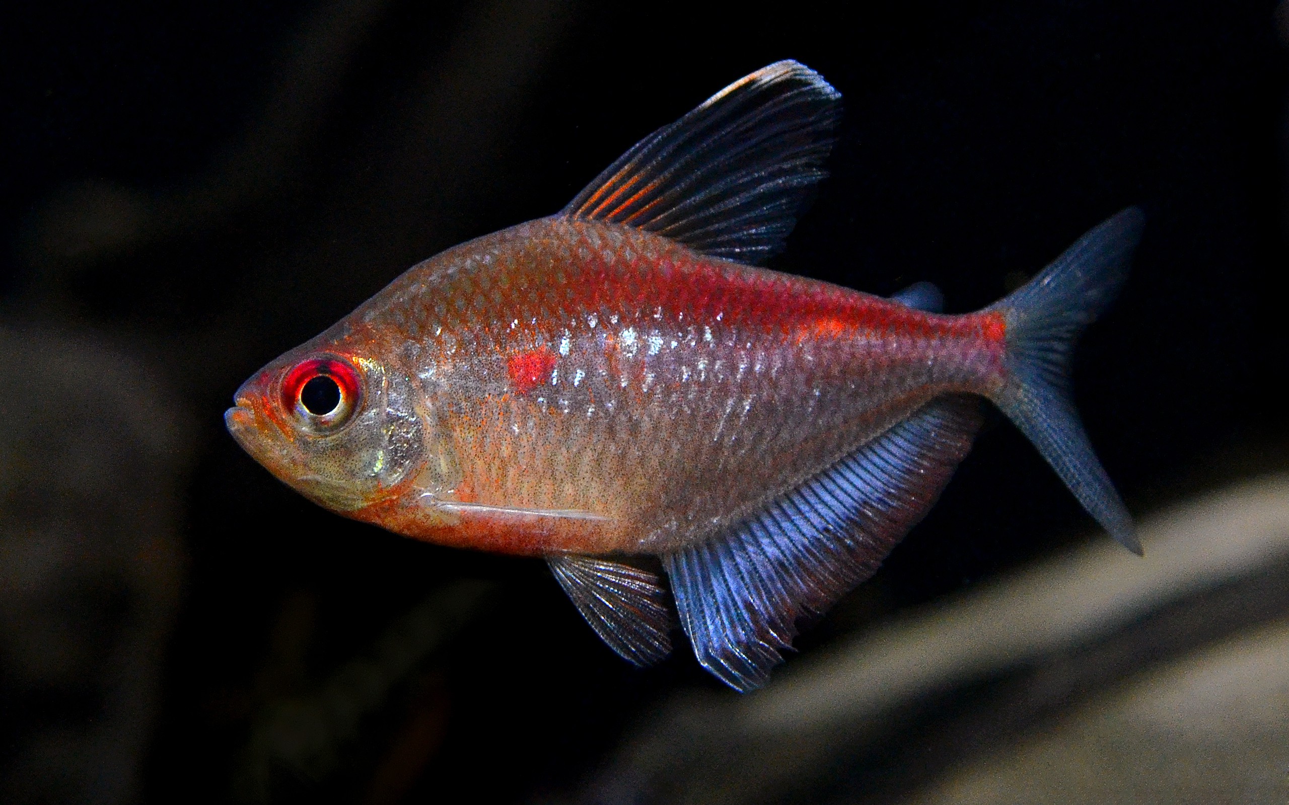 Hyphessobrycon pyrrhonotus