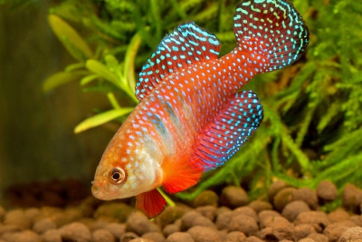 Hypsolebias picturatus Cyprinodontidae