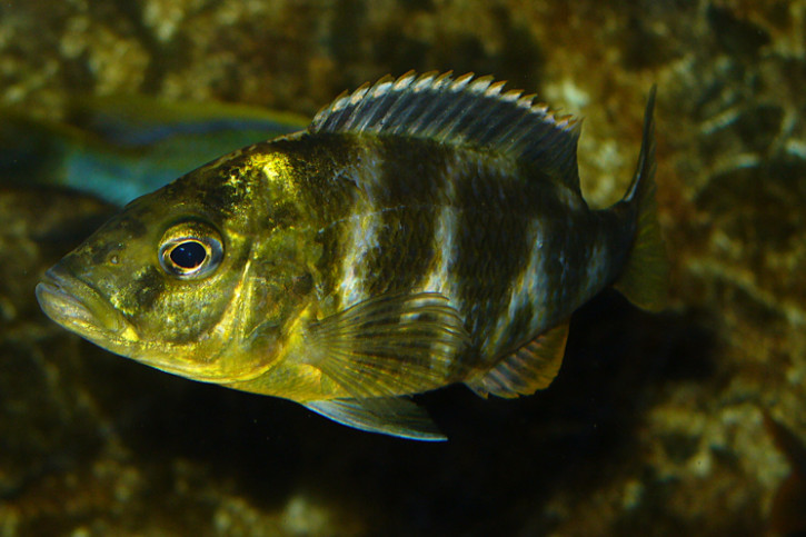 Nimbochromis venustus - Venustus