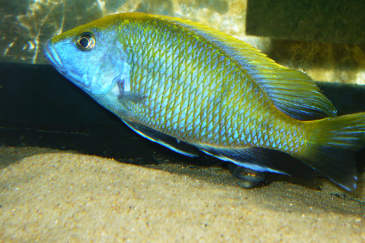 Nimbochromis venustus - Venustus