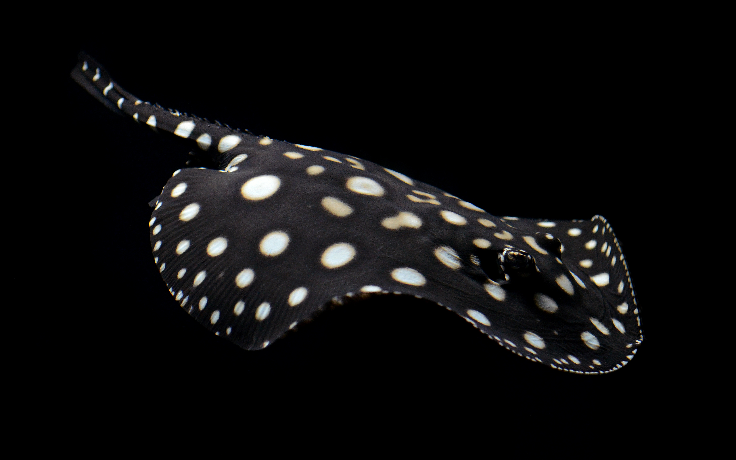 Potamotrygon leopoldi