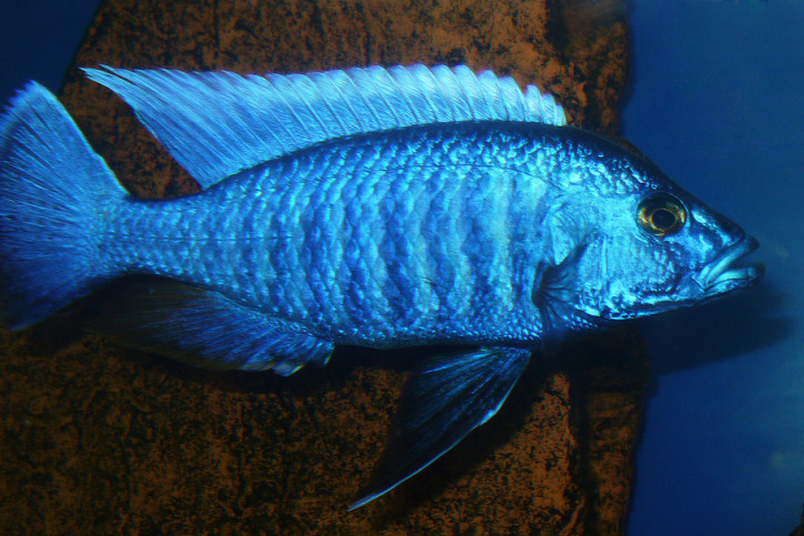 Sciaenochromis fryeri - Fryeri