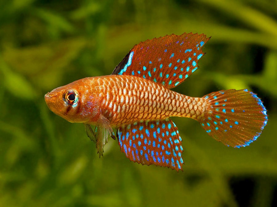 Spectrolebias reticulatus