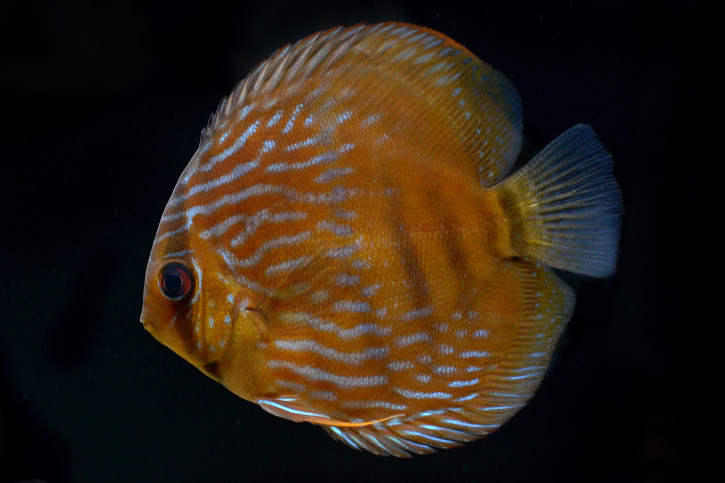 Symphysodon aequifasciatus - discus