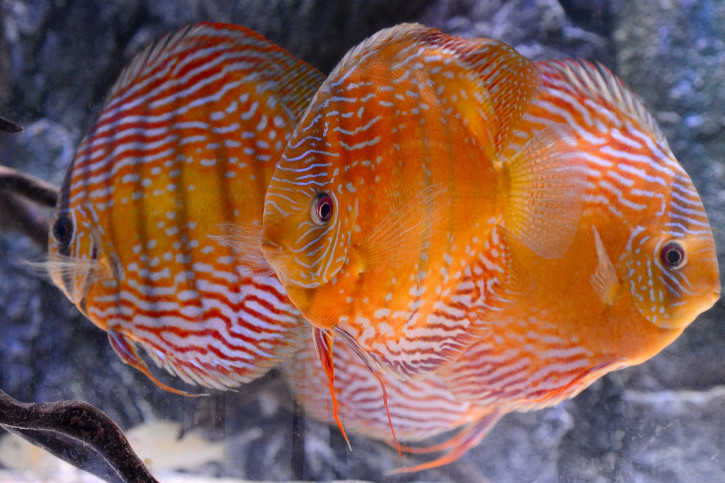 Symphysodon aequifasciatus - discus