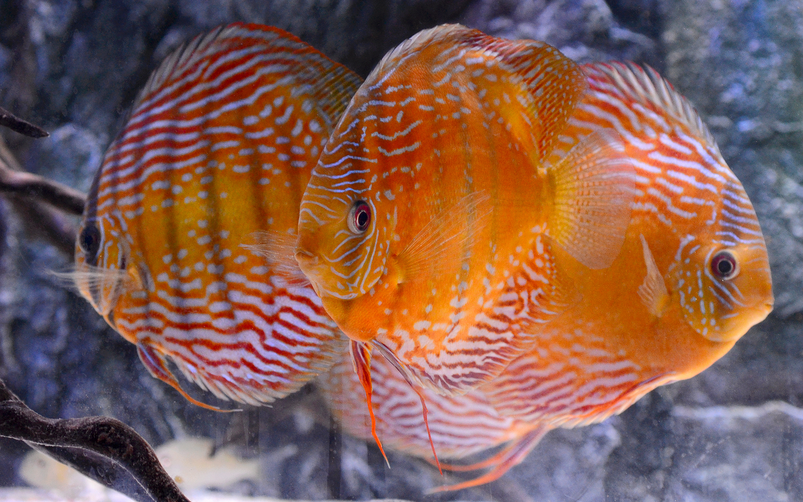 Symphysodon