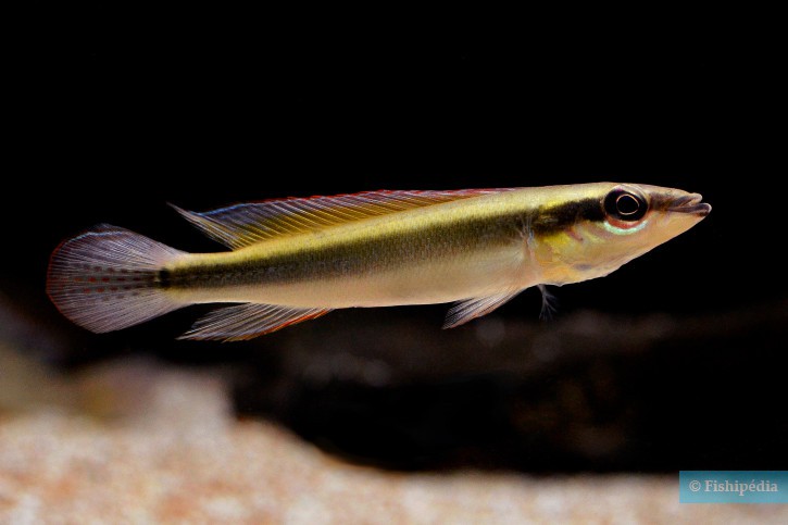 Px Crenicichla Notophthalmus 3-4 cm na Aquapet - PET SHOP MOGI