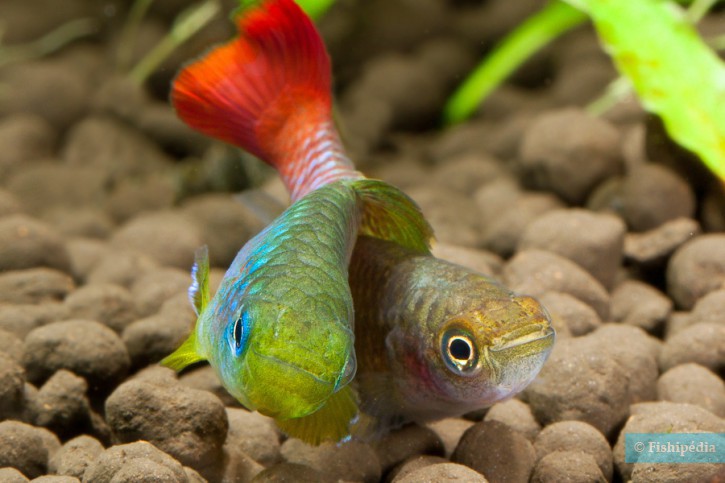 Nothobranchius guentheri - nothobranche de Guenther