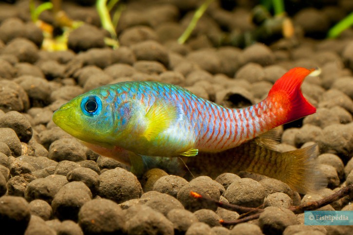 Nothobranchius guentheri - nothobranche de Guenther