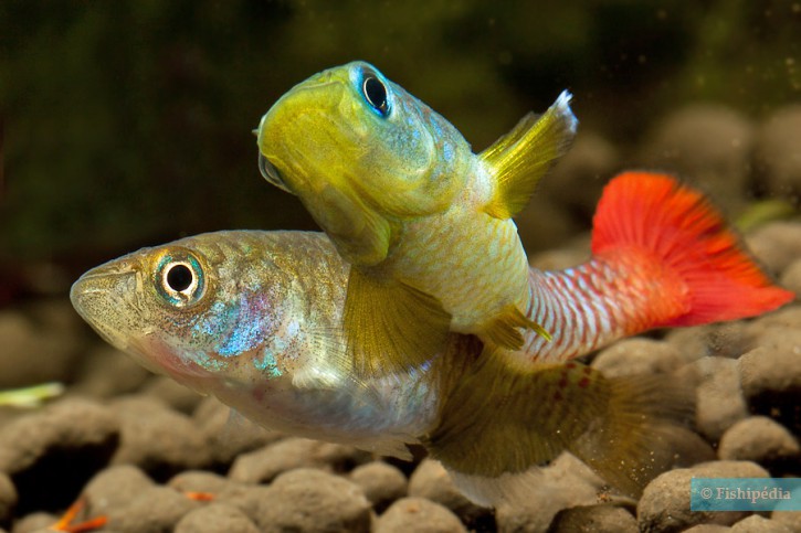Nothobranchius guentheri - nothobranche de Guenther
