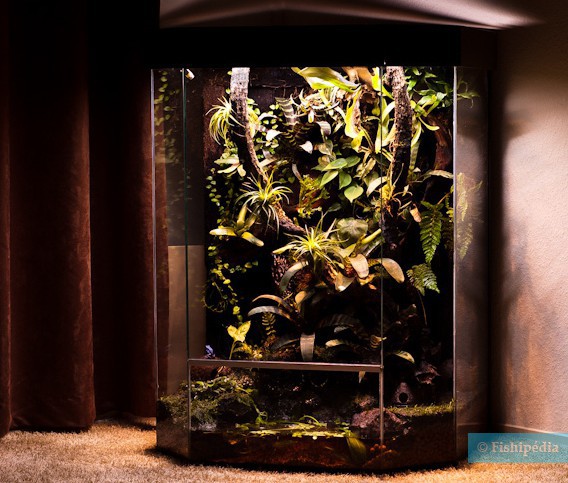 Qui est le paludarium, le cousin de l&rsquo;aquarium ?
