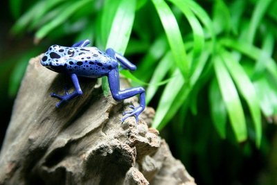 dendrobate à tapirer Dendrobatidae