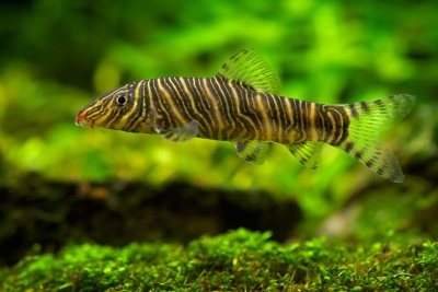 loche zèbrée Cobitidae