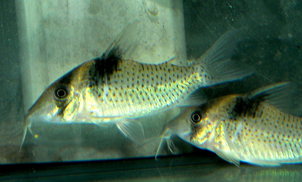 Corydoras amandajanea