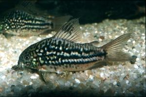 Corydoras napoensis