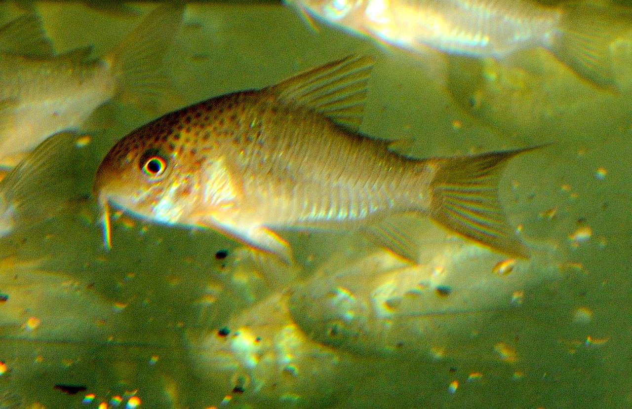 Corydoras polystictus