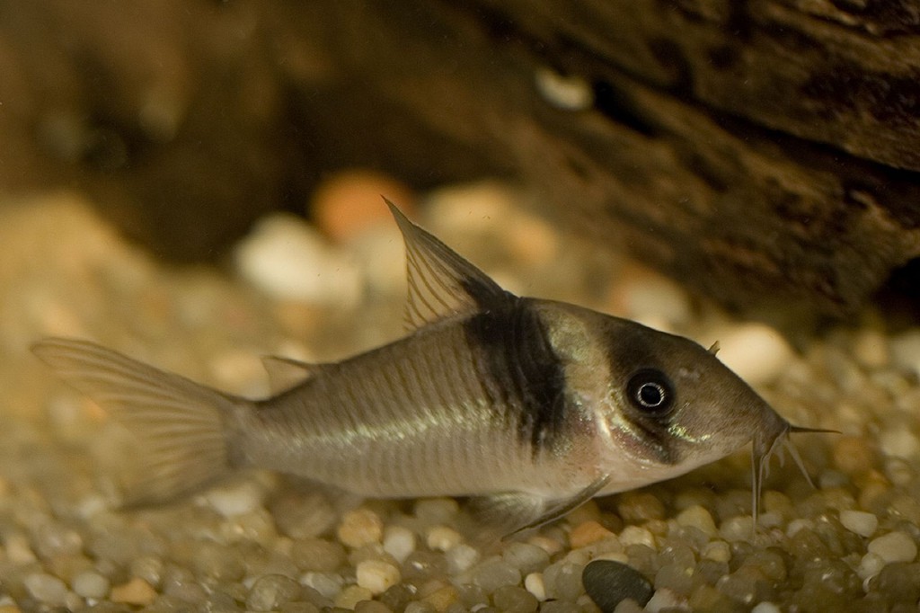 Corydoras virginiae