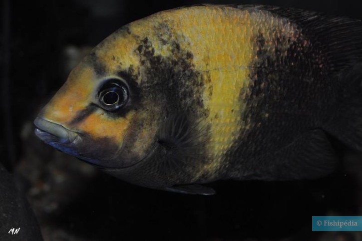 Paretroplus damii