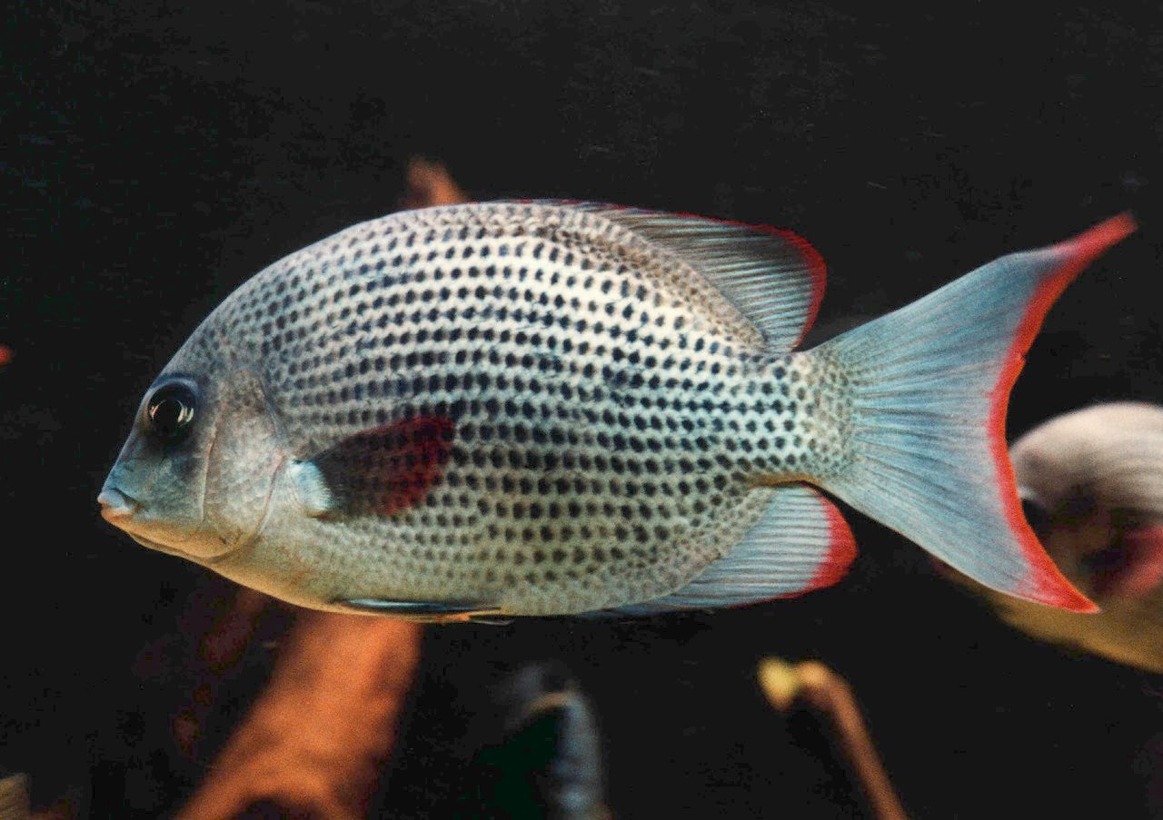 Paretroplus menarambo