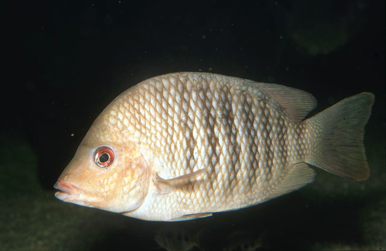 Paretroplus polyactis