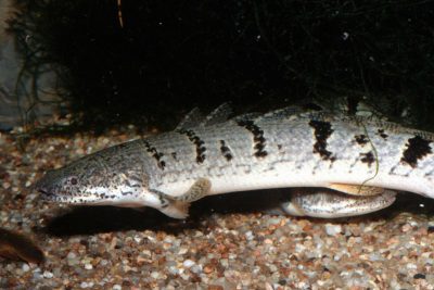 bichir rayé Polypteridae