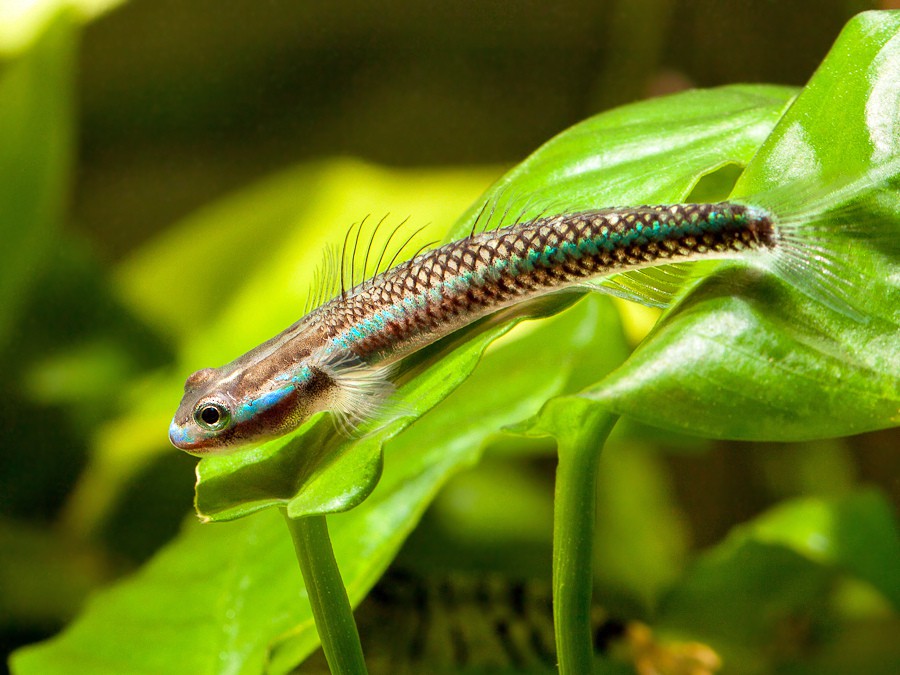 Stiphodon semoni
