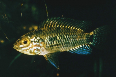 Apistogramma inconspicua Cichlidae
