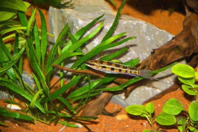 Dicrossus filamentosus - cichlidé damier