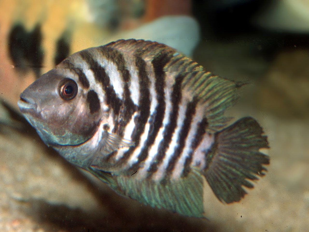 Amatitlania kanna