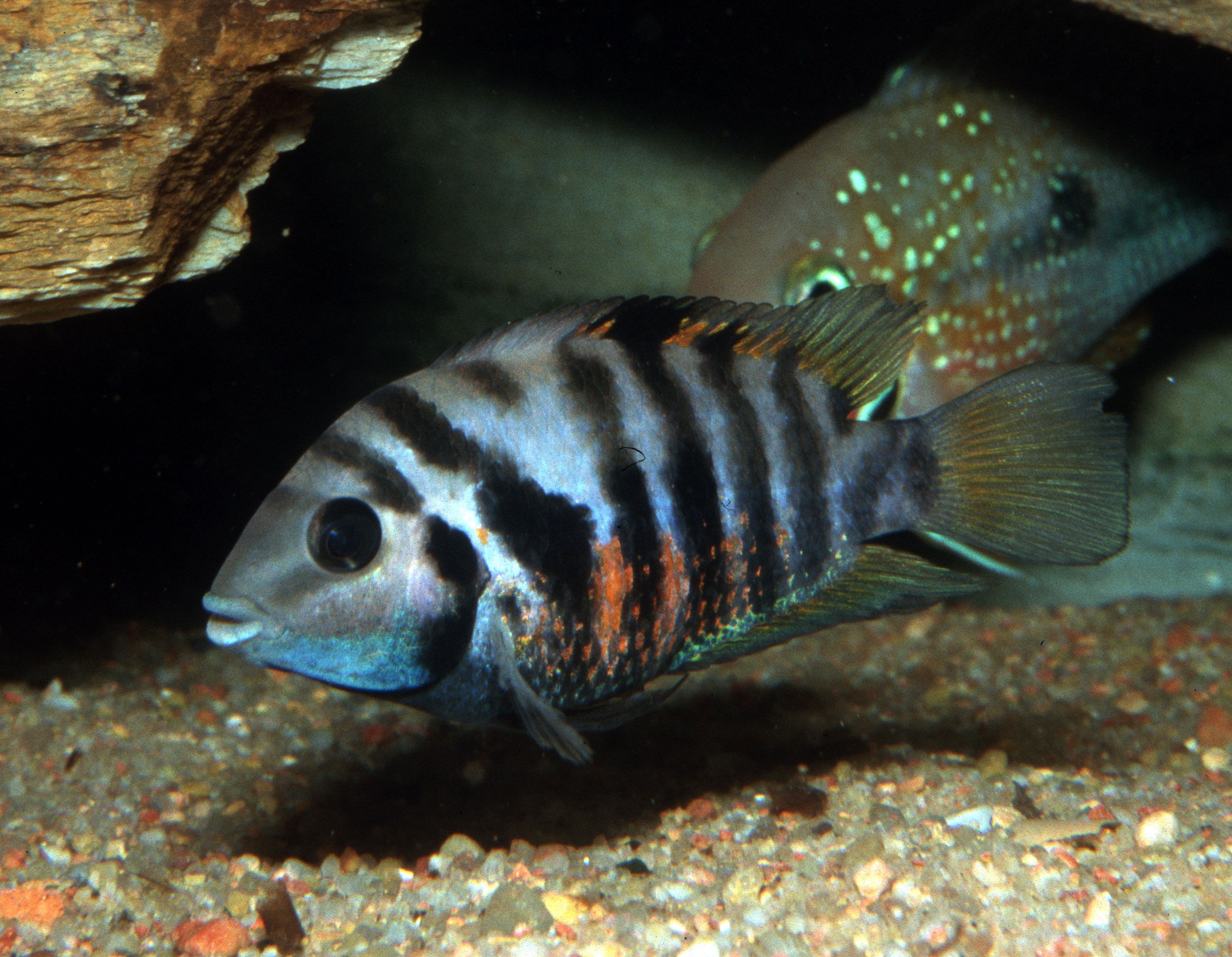 Amatitlania siquia