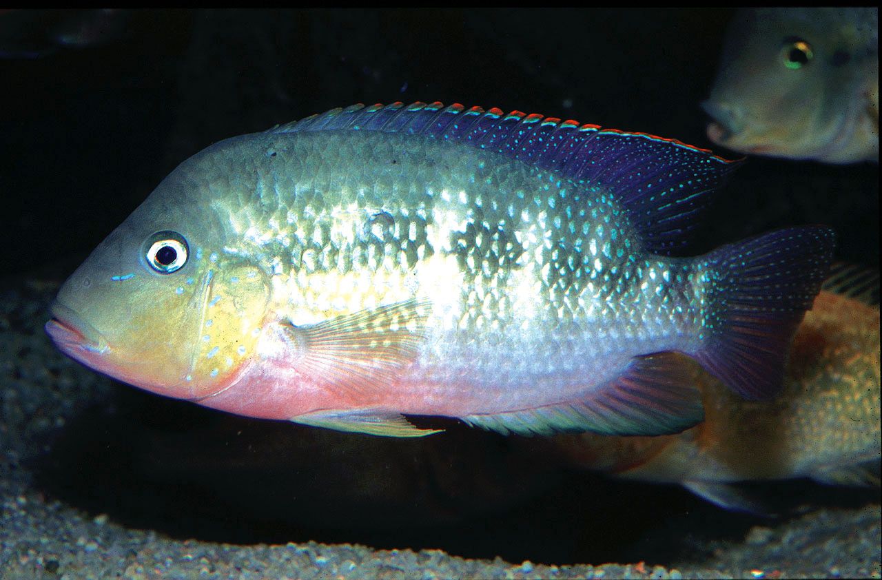 Cribroheros alfari