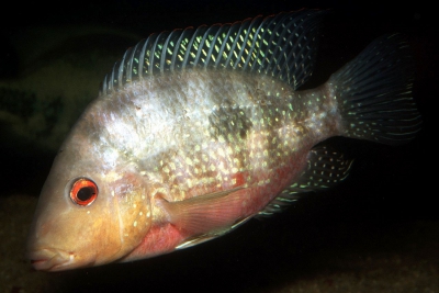 longimanus Cichlidae