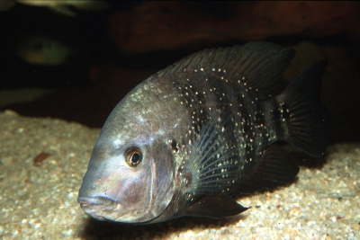 Morraja à épines Cichlidae