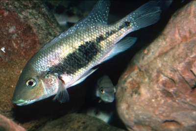 nourissati Cichlidae