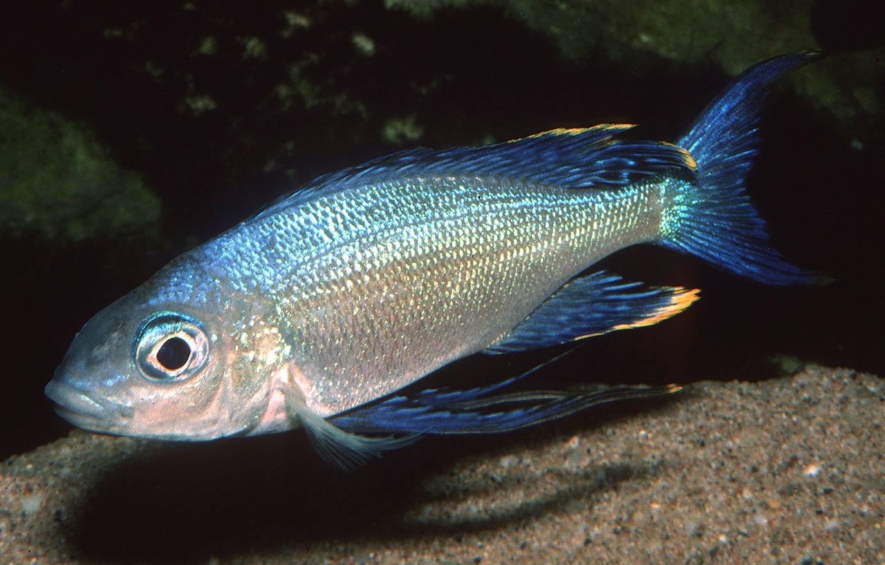 Cyathopharynx furcifer