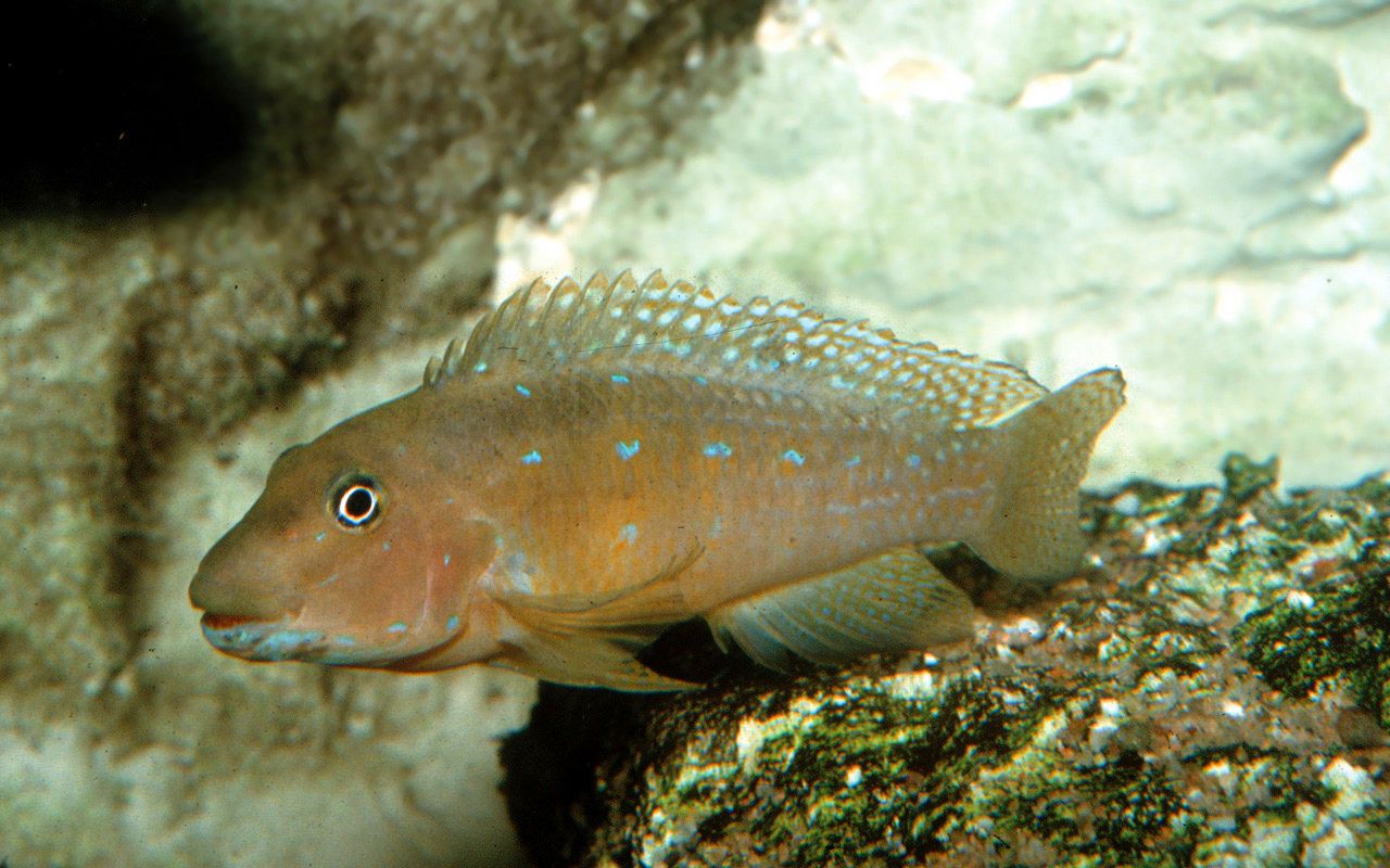 Spathodus marlieri