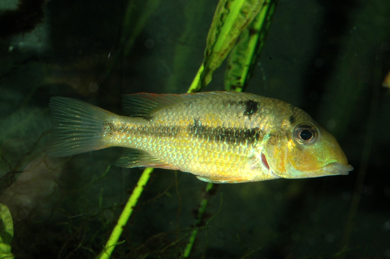 Geophagus crassilabris