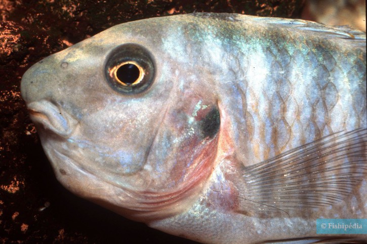 Labeotropheus fuelleborni - Labeotropheus fuelleborni