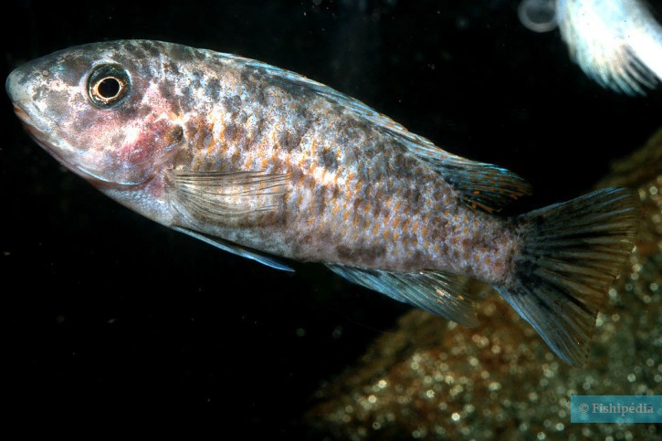 Labeotropheus fuelleborni - Labeotropheus fuelleborni